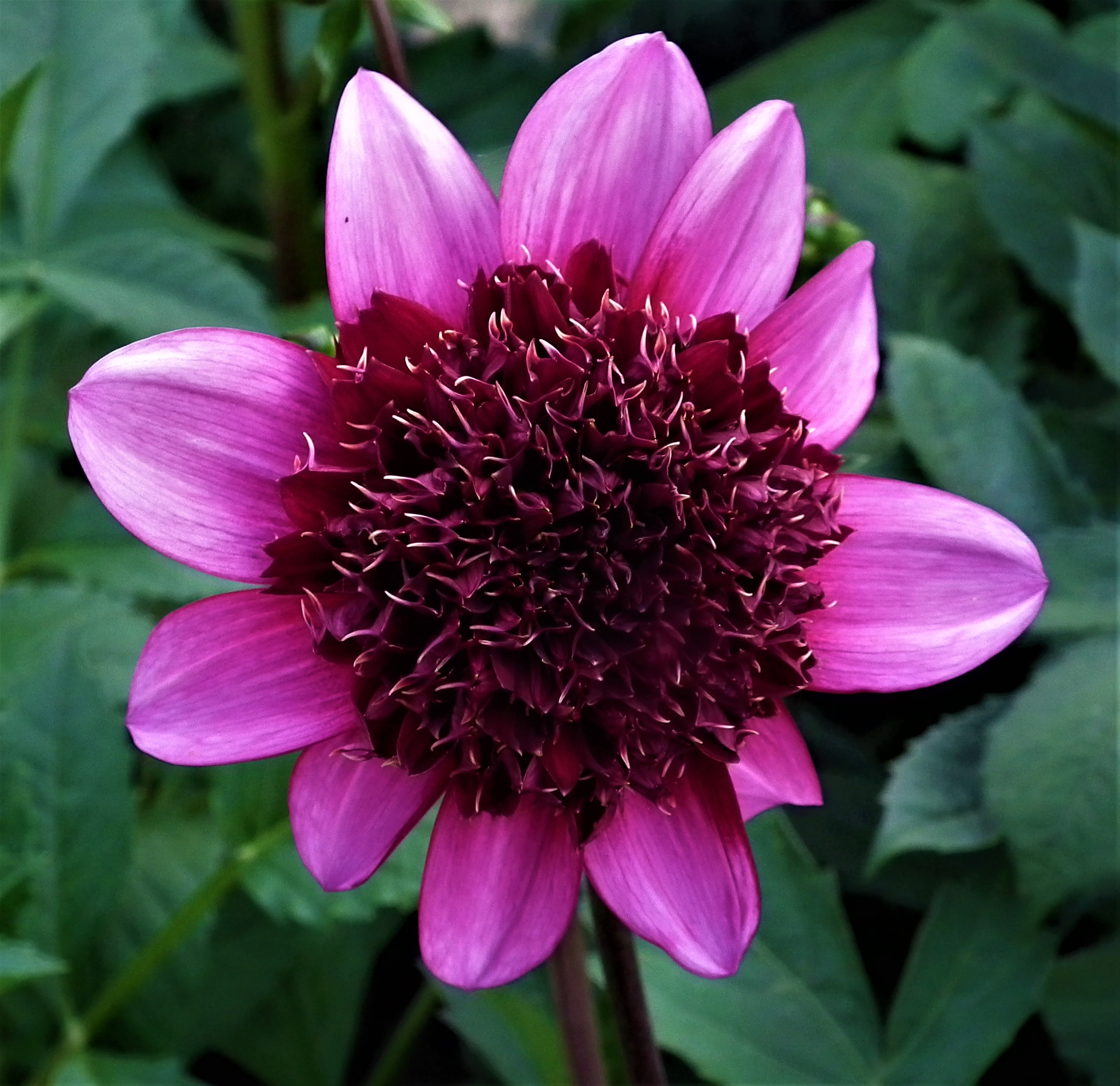 Dahlia Blue Bayou